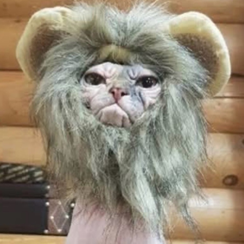 Cat costumes one with long braids No size  and 2 lion size L
NEW never worn
